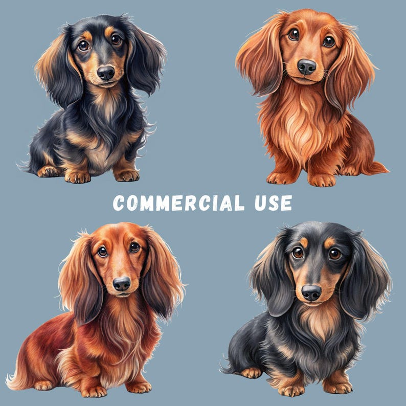 Long-haired dachshund clipart with commercial-use information